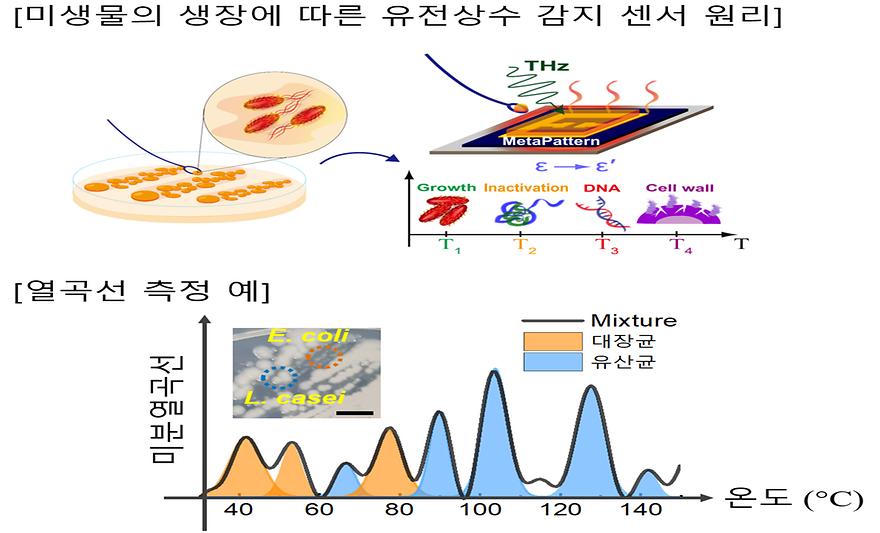 안영환 교수팀, 테라헤르츠파 이용 新 병원균 검출법 개발